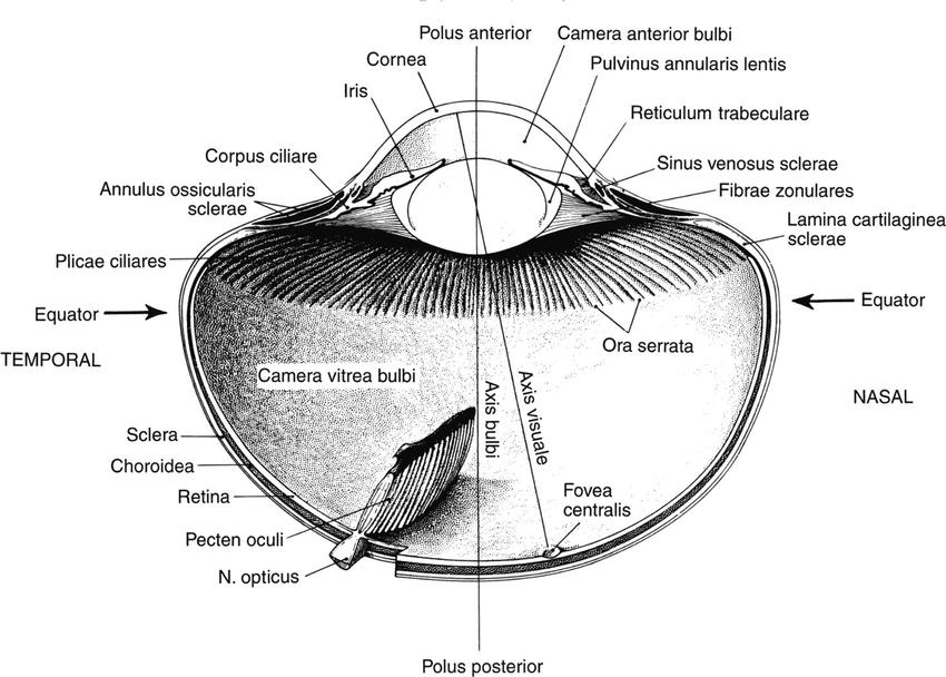 net/figure/an-example-of-the-anatomy-of-anavian-eye-from-whittow-60-with-permission-from_fig1_322540325