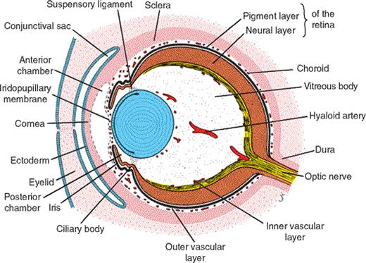 embryonalen Entwicklung wird der Glaskörper durch die Arteria hyaloidea versorgt sie bildet