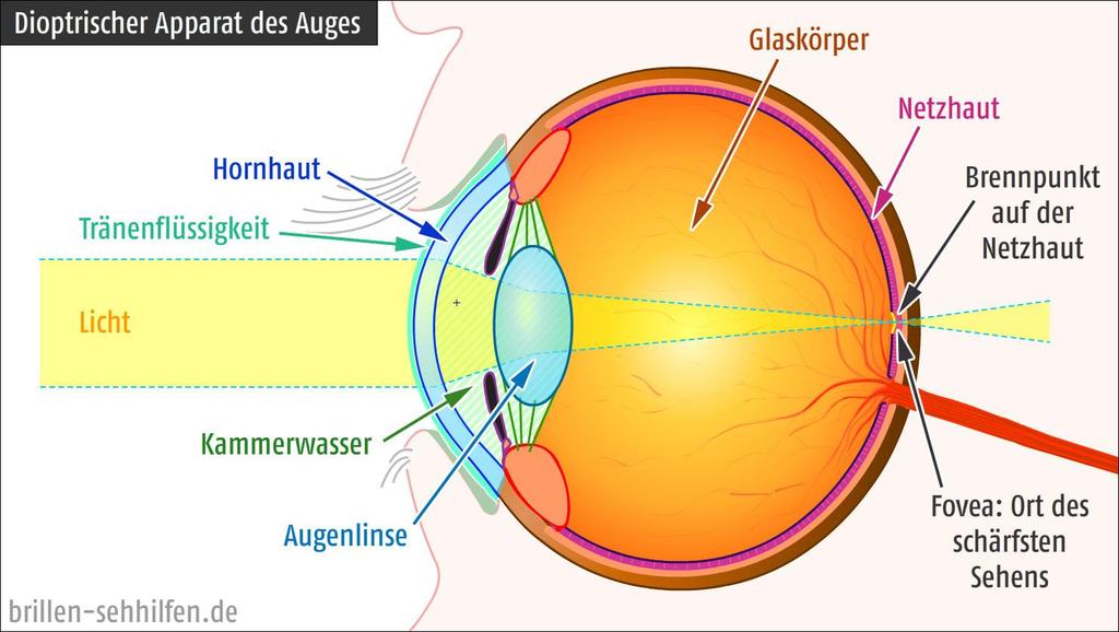 DIOPTRISCHER APPARAT Hauptaufgabe des dioptrischen Apparats ist: durch Refraktion (Lichtbrechung) alle Lichtstrahlen, die von einem Punkt eines betrachteten Objekts ausgehen, auch wieder zu einem