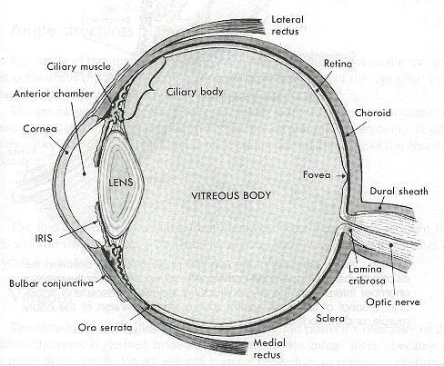 net/figure/sectionof-eye-optic-nerve-head-and-brain-illustratingthe-subarachnoid-space-the_fig1_279632069 vom Rand der Cornea bis