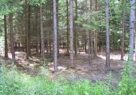 Maßnahmen zur Steigerung des Rohholzpotentials der Wälder und naturschutzfachliche Bewertung Langfristige Maßnahmen zur Steigerung des Rohholzpotentials kürzere Umtriebszeiten Baumartenänderung