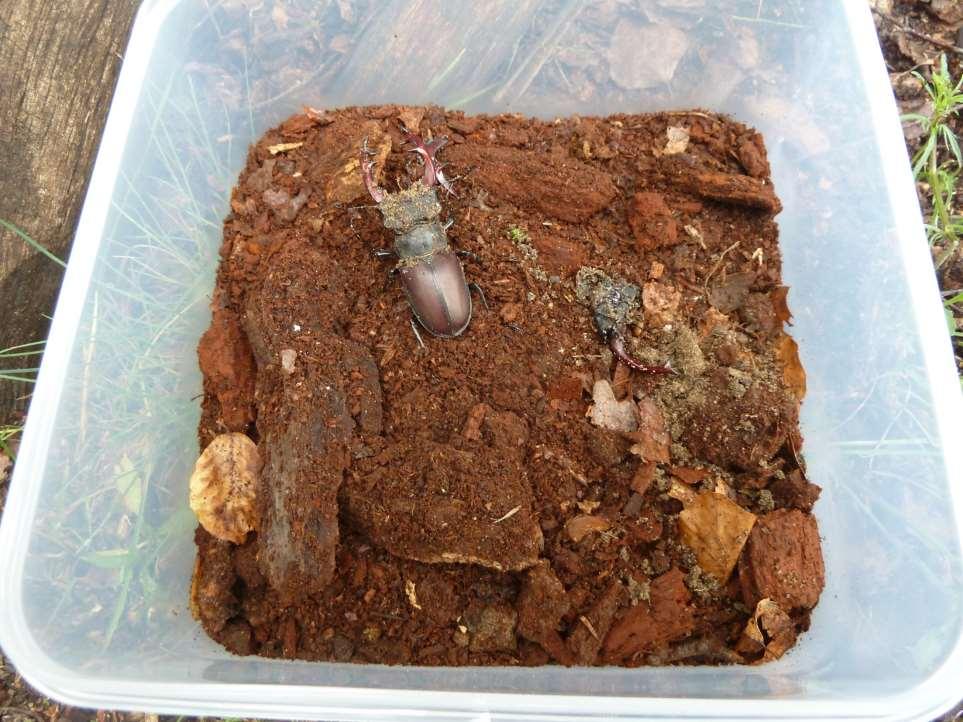 6 Transport Käfer: in Boxen einzeln oder paarweise mit Substrat zur Eiablage, gekühlt Polnische Käfer: in engen