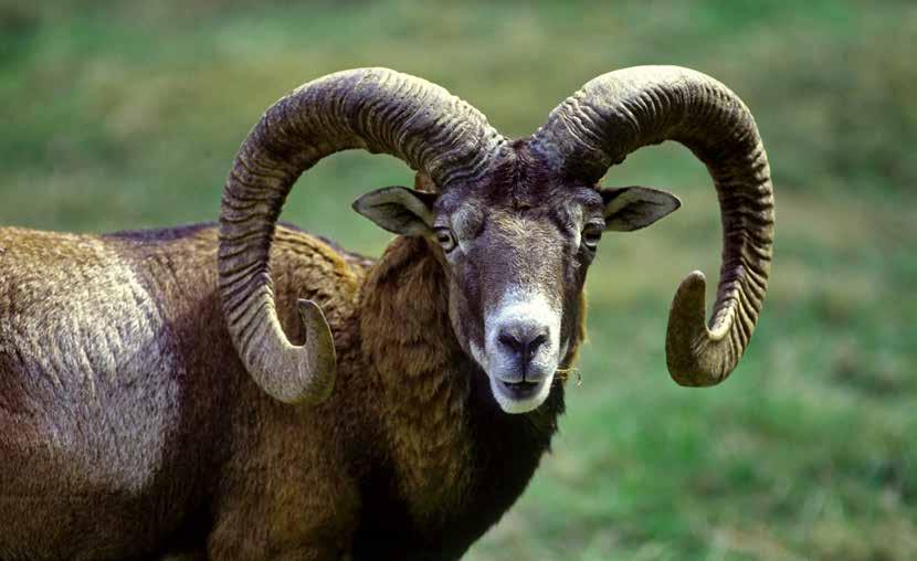 entwickelt, um reine gezüchtete Mufflons und einheimische Schafe von ihren Hybriden unterscheiden zu können. Tatsächlich fand man eine vernachlässigbare Hybridisierung.