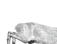 Rehwild (Capreolus capreolus) Reinhild Gräber Rehwild Größe Paarungszeit Setzzeit Gewicht Lebensraum 60 75 cm Schulterhöhe Juli / August (Keimruhe) Ende April bis Anfang Juni bis 30 kg