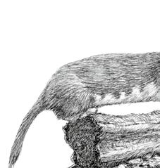 Arten, die dem Jagdrecht unterliegen mit ganzjähriger Schonzeit Mauswiesel (Mustela nivalis) Reinhild Gräber Mauswiesel Größe Paarungszeit Setzzeit Gewicht Lebensraum 11 26 cm ganzjährig, Schwerpunkt
