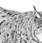 Luchs (Lynx lynx) Egbert Strauß Luchs Größe Paarungszeit Setzzeit Gewicht Lebensraum 50 70 cm (Schulterhöhe) Februar April nach 73 Tagen 15 25 kg, in Ausnahmefällen bis 37kg große Waldareale mit