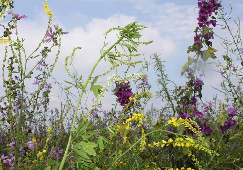 Anbau von Wildpflanzen: ökologisch hoch wertvoll und ökonomisch tragfähig Hotspot der Artenvielfalt: Es summt und brummt überall: Wildpflanzen dienen auch und gerade Insekten und Bienen als
