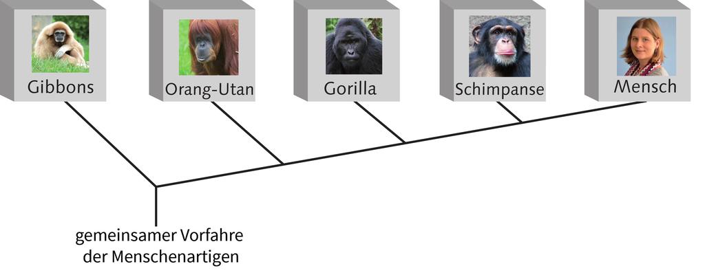- 19-3. Lösungsschritt: Schlussfolgerung auf die Verwandtschaftsbeziehung Aufgrund abgeleiteter biochemischer Merkmale ist erwiesen, dass der Schimpanse der nächste Verwandte des Menschen ist.