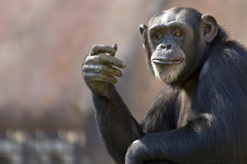 Ein Schimpanse ( Patrick Rolands - stock.
