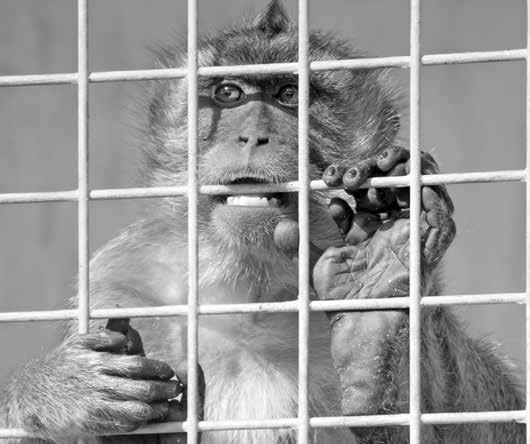 Tierversuche MELDUNGEN»» von Mirjam Rebhan Neue Bilder aus Tierversuchslaboren veröffentlicht Die Tierrechtsorganisation Animal Equality entschied sich zum Internationalen Tag gegen Tierversuche, dem
