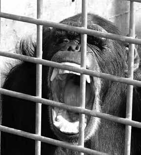 Zoo & Zirkus Finaler Rettungsschuss Immer wieder brechen Schimpansen aus Zoogefängnissen aus Allein im Zeitraum Mai bis Juli dieses Jahres brachen in drei bekanntgewordenen Fällen insgesamt sechs