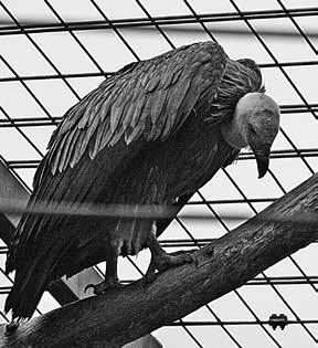 Zoo & Zirkus Zoos verstoßen gegen Tierschutzgesetz Flugunfähigmachung flugfähiger Vögel ist gängige Praxis Flügelbeschnittener Geier im Zoo, Wilhelma Stuttgart 2014 Quelle: Archiv GAP Trotz
