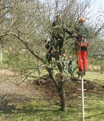 Baumpflege KURSE I 2019 Qualifizierter Obstbaumschnitt Grundkurs Obstbaumschnitt (3 Tage) Effektiv und baumgerecht Obstbäume schneiden.