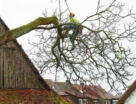 zweiten Badenweiler Kulturtage eine echte Attraktion. 2018 fanden zum zweiten Mal die Baumkulturtage in Badenweiler statt. Stand 2017 der Mammutbaum im Mittelpunkt, so war es 2018 der Walnussbaum.