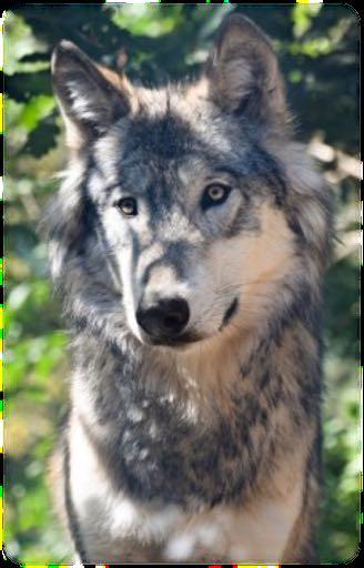 Geschichtliche Entwicklung des Hundes Abstammung Der Haushund stammt vom Wolf ab Hund und Wolf können sich paaren Wolfshybriden (in Deutschland verboten) Genauen Zeitpunkt der Domestikation eines