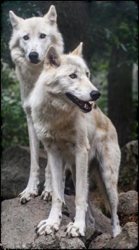 Geschichtliche Entwicklung des Hundes Abstammung Ungeklärt: warum haben sich Wolf und Menschen aneinander angeschlossen Mensch und Wolf teilen Gemeinsamkeiten Beide Gattungen