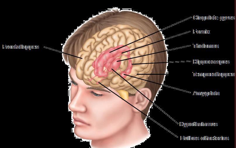 Das limbisches System (u.a. Hippocampus, Amygdala) ist das Zentrum für bewusste und unbewusste Emotionen Jeder Reiz wird hier emotional bewertet!