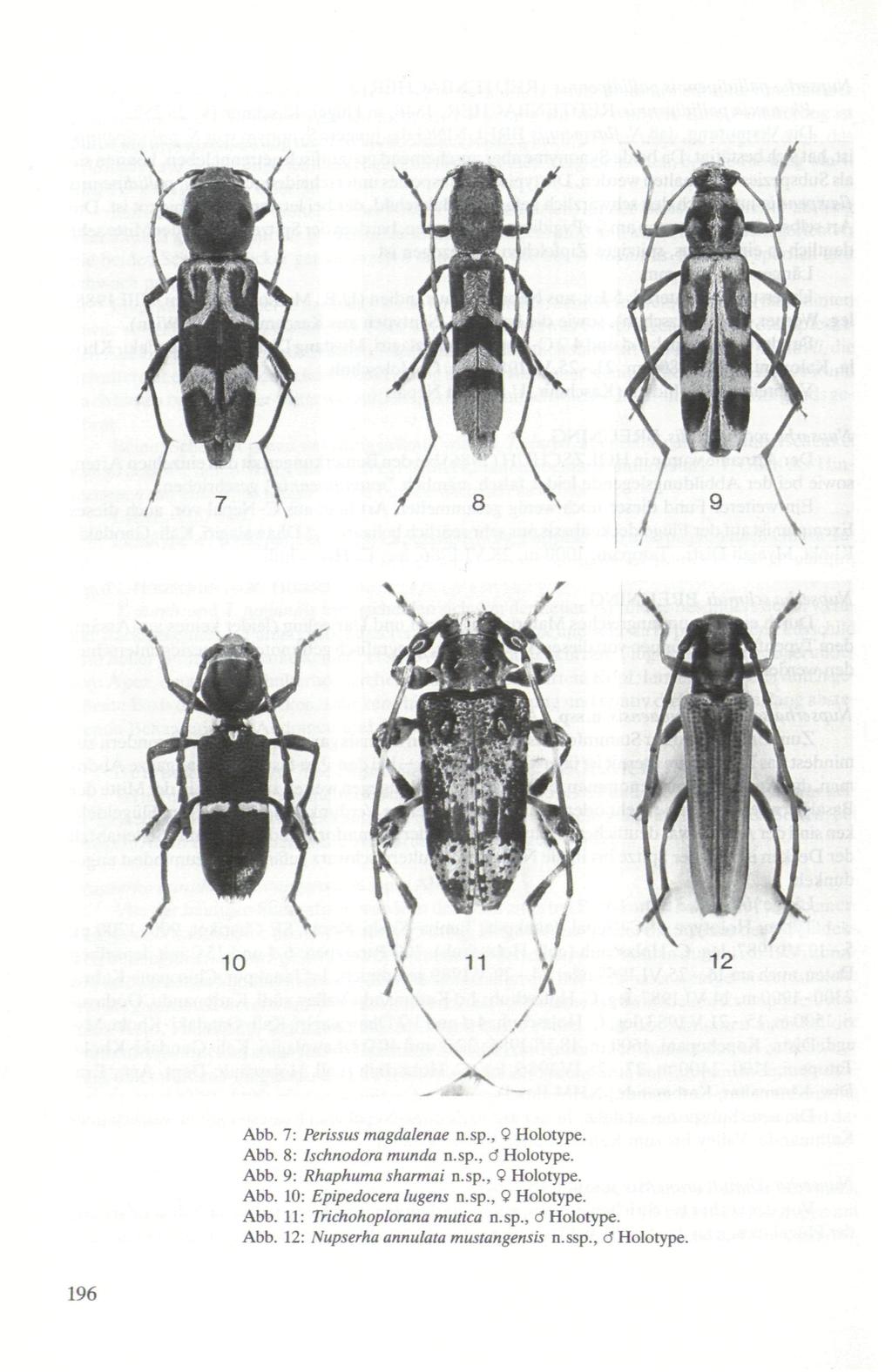 10 Abb. 7: Perissus magdalenae n.sp., 9 Holotype. Abb. 8: Ischnodora munda n.sp., d Holotype. Abb. 9: Rhaphuma sharmai n.sp., 9 Holotype. Abb. 10: Epipedocera lugens n.
