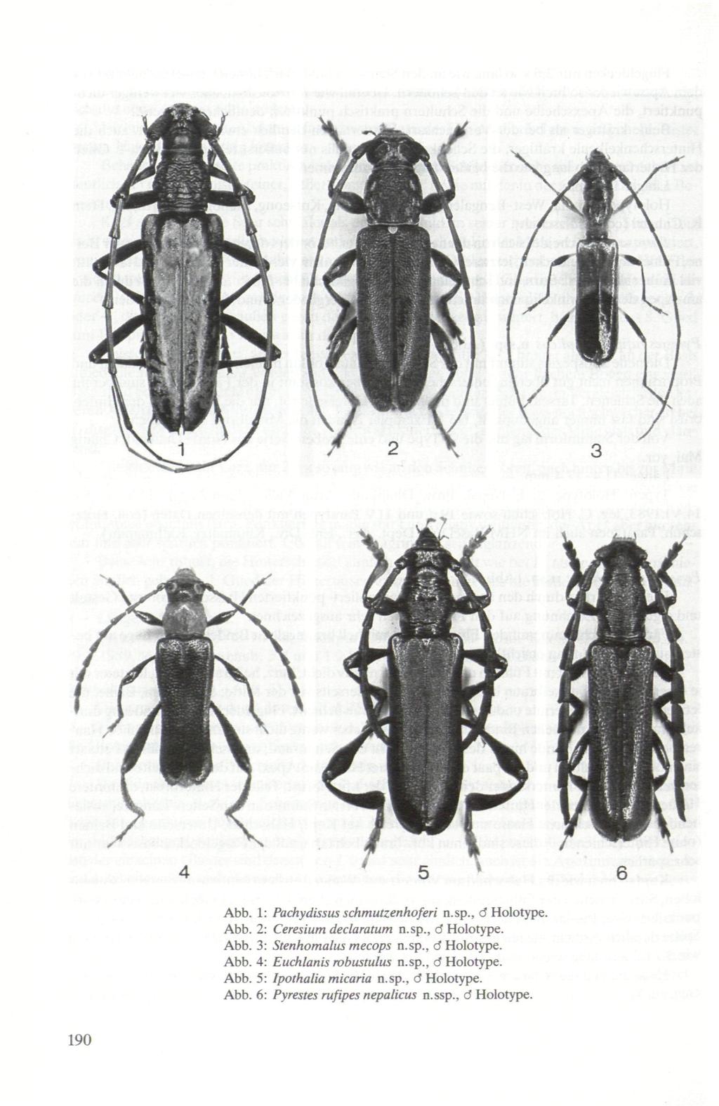 Abb. 1: Pachydissus schmutzenhoferi n.sp., d Holotype. Abb. 2: Ceresium declaratum n.sp., d Holotype. Abb. 3: Stenhomalus mecops n.sp., d Holotype. Abb. 4: Euchlanis mbustulus n.