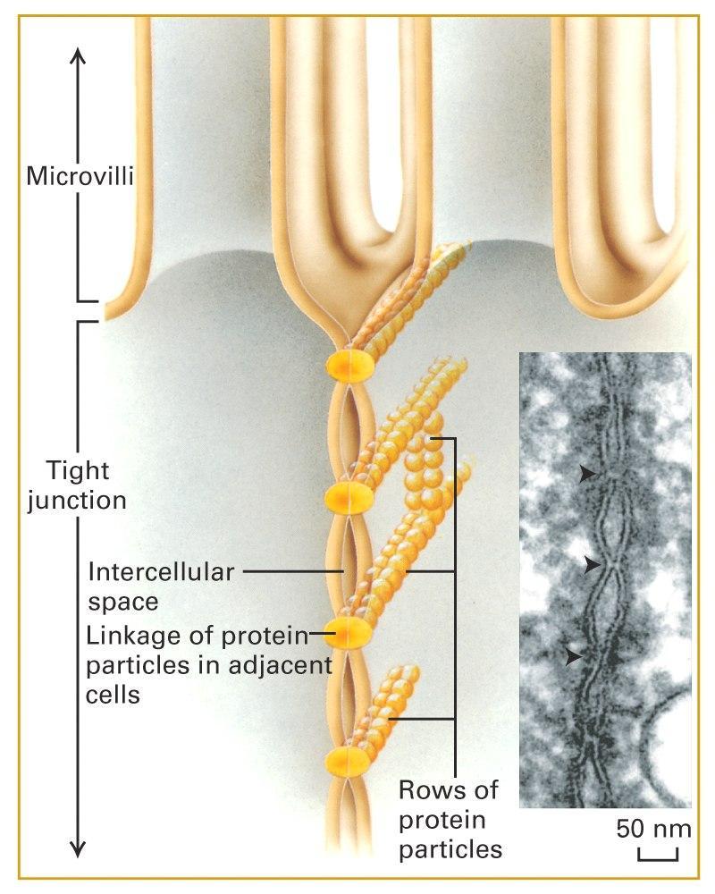Tight junction Struktur: Besteht aus dünnen Bänder von Membranproteinen Spant die Zelle vollständig um Besteht aus