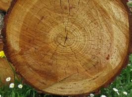 WIE ALT IST DER BAUM? Baumscheibe oder Bild eines Baumquerschnitts Woran kann man das Alter eines Baumes erkennen? Richtig - man zählt die Jahresringe. Sind alle Ringe gleich dick?