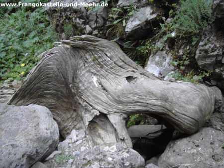 Offensichtlich hat der Wind, der hier stetig den Abhang herunterweht für die bizarre Form des Baumes gesorgt. Ein Stück weiter oben hatten wir schon einmal das Vergnügen mit diesem bizarren Gebilde.