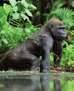 Genießen Sie diese unvergesslichen Momente mit der Gorillagruppe. Tag 11 Bwindi - Mgahinga Gorilla National Park Eine landschaftlich besonders beeindruckende Fahrt steht heute an.