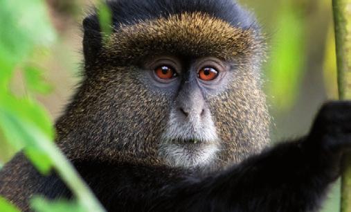 Das Mindestalter für Gorillaund Schimpansen-Tracking beträgt 15 Jahre. Außerdem dürfen die Teilnehmer nicht an infektiösen Krankheiten leiden. Führen Sie festes Schuhwerk und Regenbekleitung mit. www.