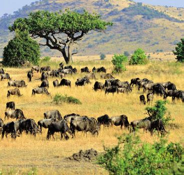 Es ist besonders spannend, die wildlebenden Tiere aus dieser Nähe zu sehen. Am späten Vormittag brechen Sie zur Weiterfahrt in den Bwindi Impenetrable National Park auf.