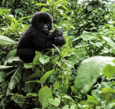 Der erfahrene Führer wird Ihnen Spuren von vorangegangenen Aktivitäten der Gorillas zeigen. Dann werden Sie dem kräftigen, fast menschlich wirkenden Berggorilla plötzlich gegenüberstehen!