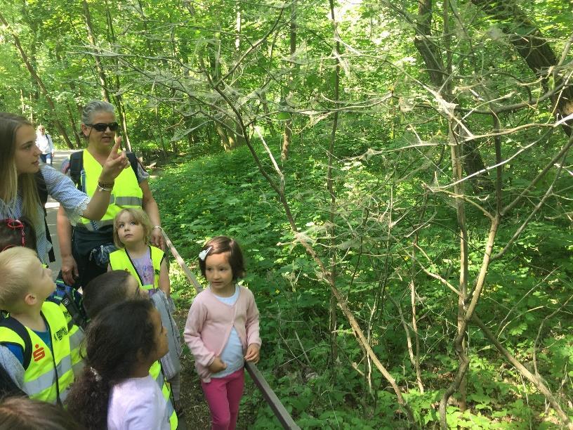 Von der Raupe zum Schmetterling Projekteinstieg: Bei einem Tierparkbesuch entdeckten unsere Kinder einen Baum der von Raupen eingesponnen war.