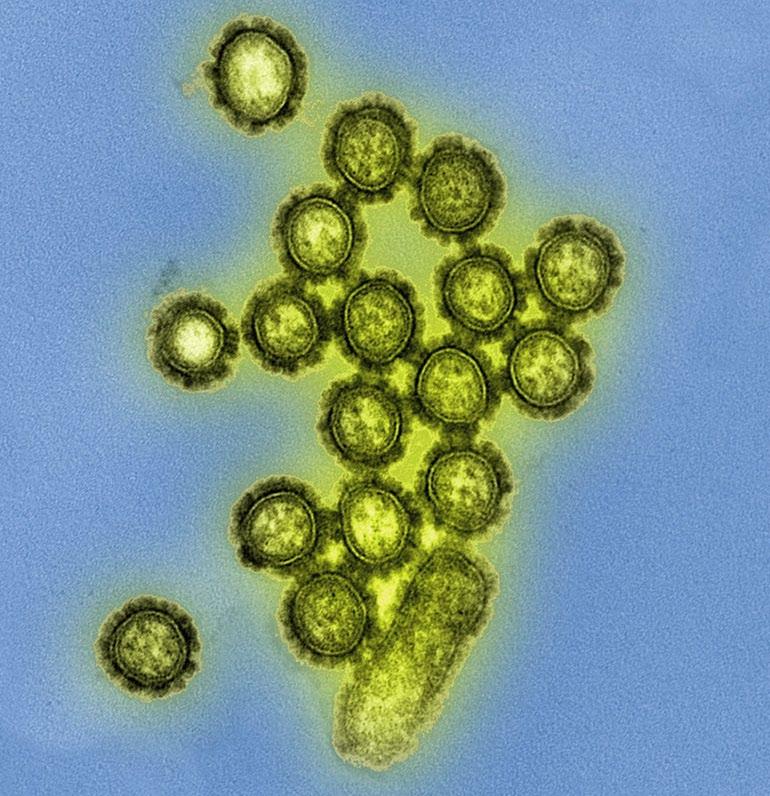 Die Forscher infizieren die Tiere mit Grippeerregern und protokollieren anschließend, wie schnell sich das Virus in den unterschiedlichen Individuen vermehrt.