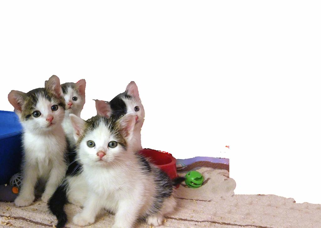 Ansichtskarte: eine Handvoll Katzen Baby 3 -D palm kitten