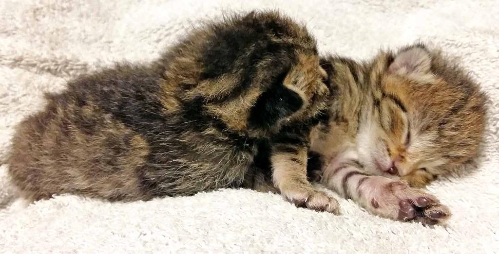 Baby 3 -D Ansichtskarte: eine Handvoll Katzen palm kitten