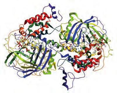 Enzyme Proteinase K lyophilisiert, 30 manson U/mg Lagertemp.: +4 C n g Gefahr H315-H319-H334-H317-H335 DNAse-free RNAse-free 7528.1 100 mg Glas 83,90 65,40 7528.5 250 mg Glas 160,00 124,80 7528.
