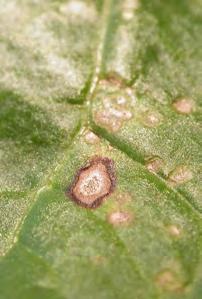 15 mm) braunes Pilzmyzel mit schwarzen Punkten Verticillium Welke (Verticillium ssp.