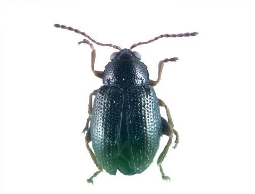 Flohkäfer Epitrix spp # Ausgewachsene Flohkäfer sind 2-3 mm lang # Die Farbe des Käfers variiert ständig, von schwarz, blau,