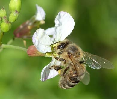Honigbiene (Haustier) Wildbienen