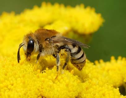 Der Blütenbesuch Spezialisierung beim Pollensammeln Polylektie: Pollen kann von vielen