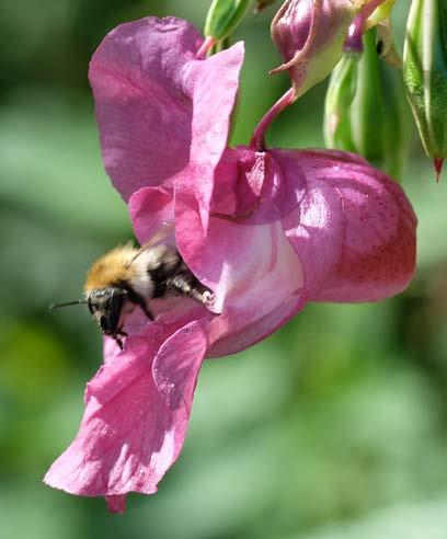 Ackerhummel (Bombus pascuorum)) Oligolektie: Pollen kann nur von ganz bestimmten, nah