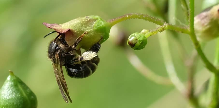 Inhaltsstoffe bestimmter Blüten Beispiel Macropis europaea (Auen-Schenkelbiene) Beim Pollensammeln