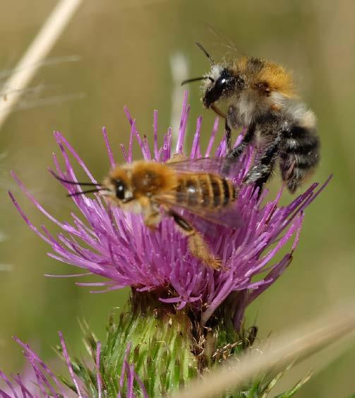 Phänologie der Arten Jede Bienenart tritt zu einer bestimmten Zeit im Jahr auf. Erste Bienenarten bereits im März an Weiden.