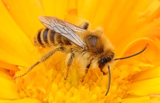 Bienen (Apoidea) Fliegen und