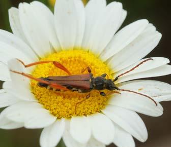 Käfer (Coleoptera) Weitere