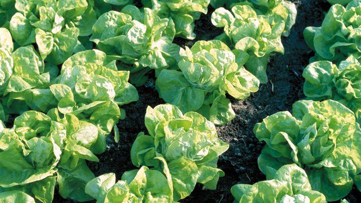 Salate Freiland, Genehmigung nach 18a PflSchG Beißende Blattläuse Aufwandmenge Ausbringung Bei Befallsbeginn bzw.