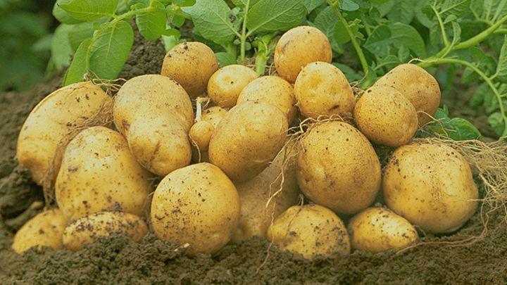 Kartoffeln Freiland Kartoffelkäfer Aufwandmenge