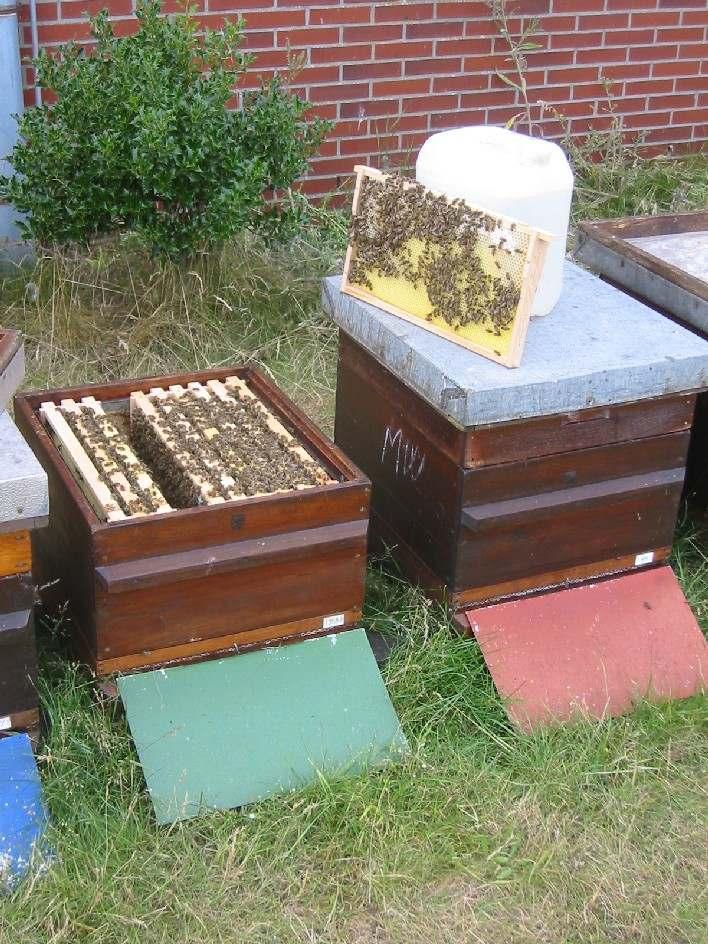 - Frühtrachtimker Teil III - Kunstschwarm Honigwaben werden bei der Honigernte in eine Kunstschwarmkiste oder einen Ablegerkasten gefegt.