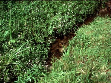 Hochstauden Wiesen Gehölze Hochstauden sind unverholzte Pflanzen, wie z.b. Spierstaude, Gilb- oder Blutweiderich.