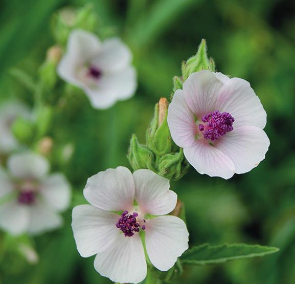 Phytohustil Hustenreizstiller Pastillen. Wirkstoff: Eibischwurzel-Trockenextrakt.