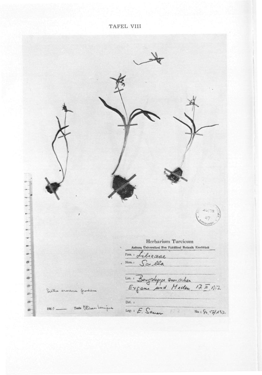 TAFEL VIII Herbarium Turcicum Ankam